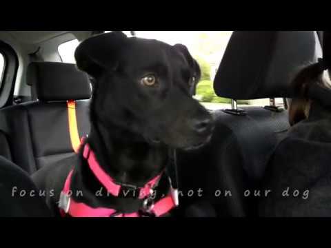 Vehicle Safety Belt from Walk Your Dog