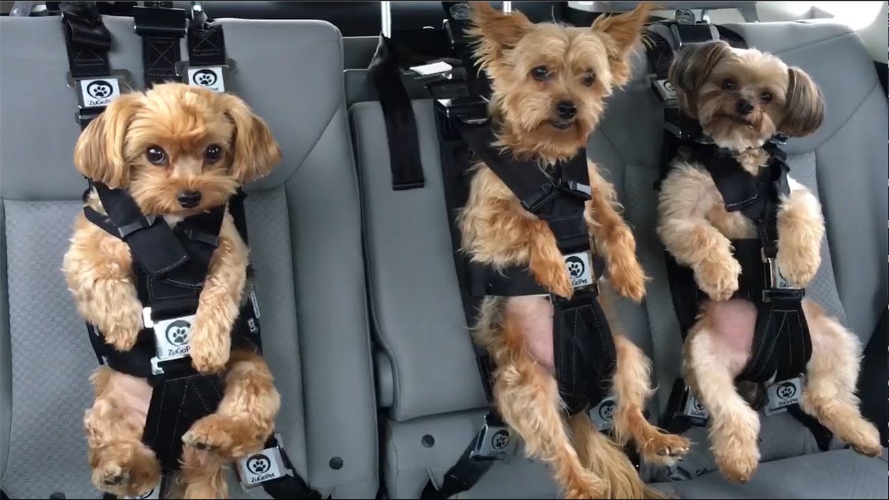 One of the safest dog car seat harnesses