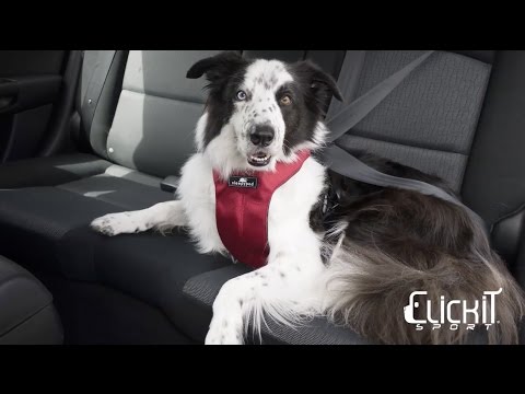 Clickit Sport dog safety harness by