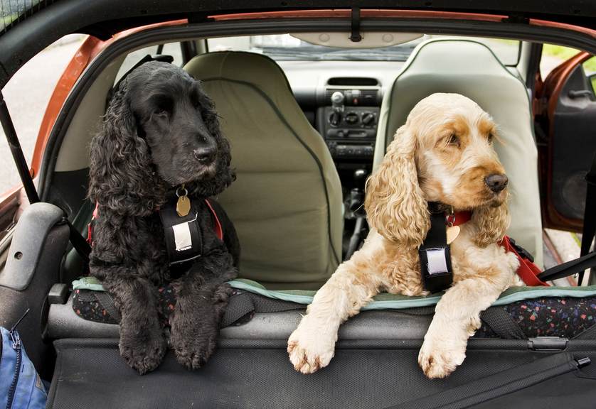 How to Travel Safely With Your Dog